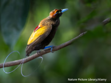 Bird of Paradise