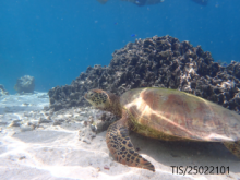 Cook Islands, turtle