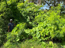 Marshall Islands, invasive species