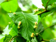 Tonga, invasive species