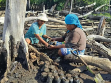 Fiji, mangrove restoration