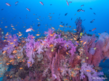 Fiji, diving