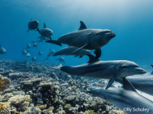 Ocean conservation