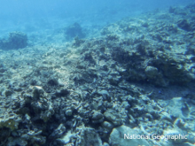 Fiji coral reefs