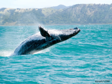 Tonga