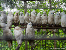 Wildlife trade, Solomon Islands