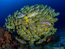 Raja Ampat