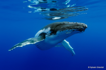 Whale watching