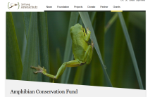 Amphibian