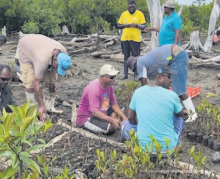 Mangrove restoration