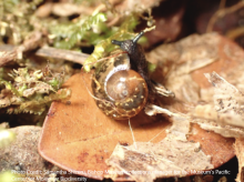 Snails