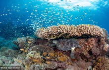 Coral Reefs