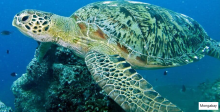 Green Turtles
