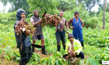 Taveuni