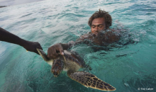 Sea turtles