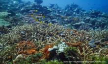 Coral Triangle