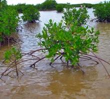 mangroves, Tikina Wai, Fiji. Credit - V. Jungblut