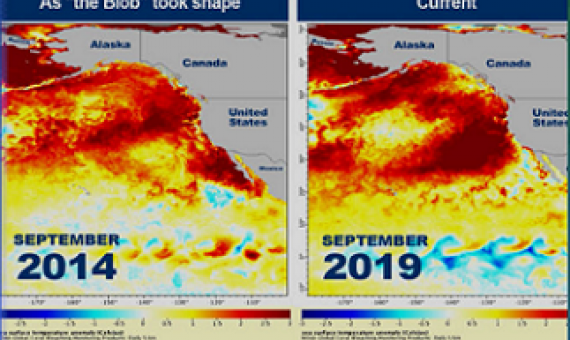 graphic showing heating increase of pacific ocean. NOAA