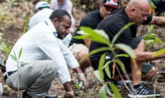 Samoa planted 2,215,756 trees during the Two Million Tree Campaign from 2015 – 2020. Photo: Vaitogi A. Matafeo