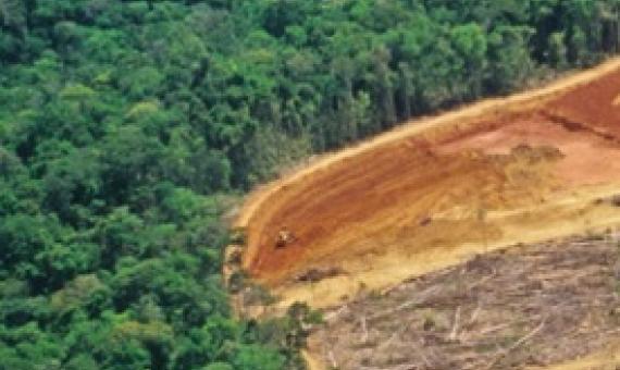 Habitat loss and such human encroachment as this clear-cutting in the Amazon (shown) are a major threat to biodiversity worldwide. The United Nations is drafting an ambitious new set of conservation targets to safeguard species and prevent further losses.  LUOMAN/E+/GETTY IMAGES PLUS