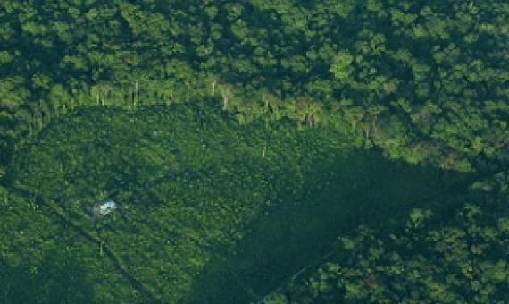 An aerial view of a clearing in a forest in Indonesia’s Sumatra island, August 5, 2010. Photo: Reuters/Beawiharta