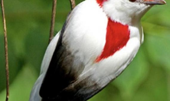 The Araripe Manakin is one of the ultra-rare bird species that will benefit from the new Alliance for Zero Extinction Initiative. The bird is found only in a small swath of habitat in Brazil. Photo by Ciro Albano