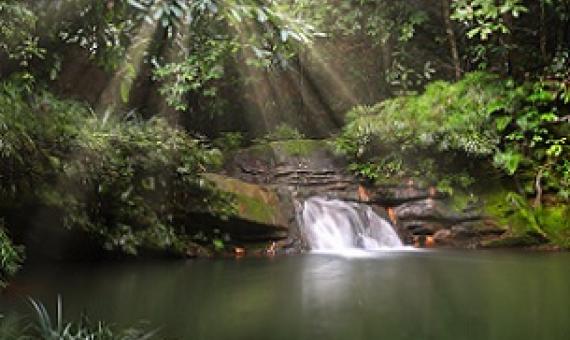 A rainforest in Borneo. Photo by Rhett A. Butler/Mongabay.