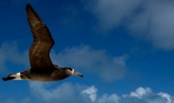 A black-footed albatross flies over the northwestern Hawaiian Islands. Black-footed albatrosses travel thousands of miles to forage in the international waters of the North Pacific Ocean.Melinda Conners/Stony Brook University