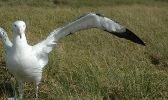 Antipodean albatross Photo: Southern Seabird Solutions Trust