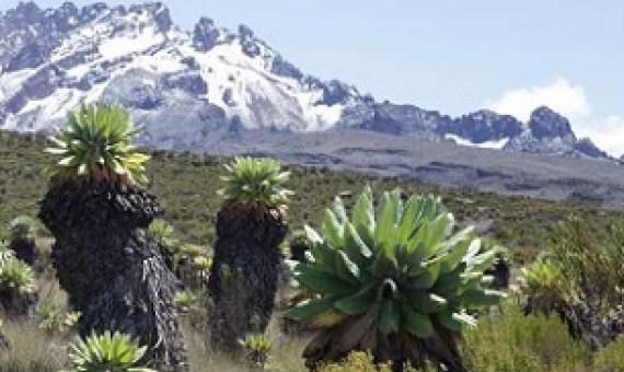 Ecosystem with alpine vegetation at Mount Kilimanjaro. Credit: Andreas Hemp