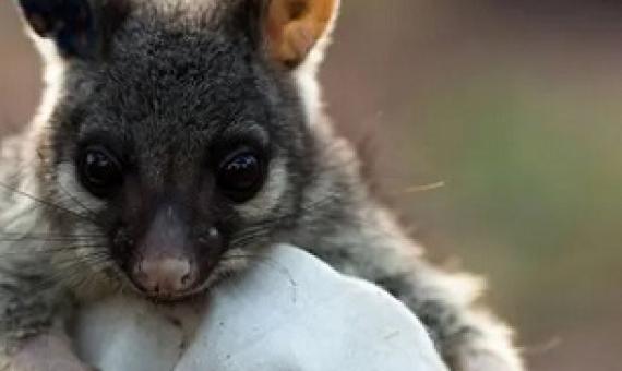 Study examined impacts such as brushtailed possums in Victoria moving 57% further in areas broken up with roads compared with large forests. Credit - Michael Lawrence-Taylor/AFP/Getty Images