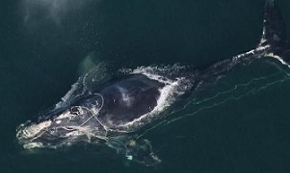 A North Atlantic right whale swims with a fishing net tangled around her head December 30, 2010 off the coast off Daytona Beach, Florida. source - CNN.com