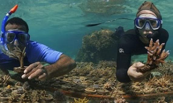 Victor Bonito (right) and Mosese Kurimata are working to identify heat-tolerant corals year-round.(ABC News)