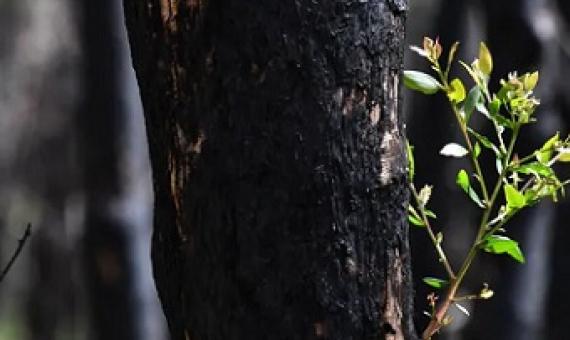 Record and upload what you see on bush walks to help experts monitor fire recovery. Darren England/AAP