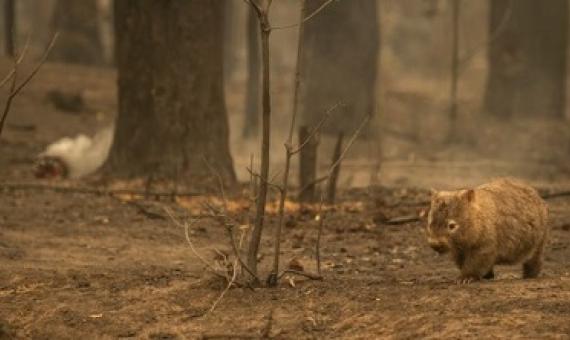 Animals that survive the fires, like this wombat pictured in New South Wales, will struggle to find food and shelter.Credit: Wolter Peeters/The Sydney Morning Herald/Getty