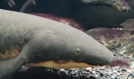 In the past, determining the age of Australian lungfish has been challenging. Credit - www.theconversation.com