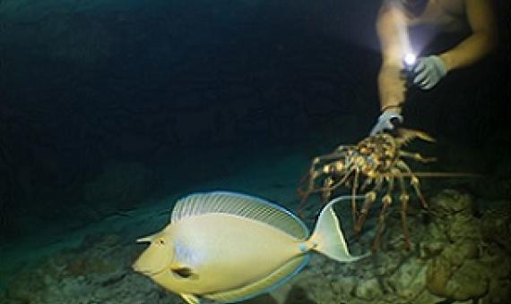 A lobster diver at night watches a sleeping unicornfish (ume) swim past. PHOTO: KIRBY MOREJOHN. 