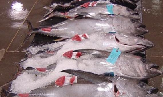 Bigeye tuna. source - https://www.seafoodsource.com/