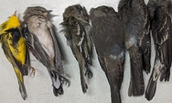 Some of the dead birds found by biologists from New Mexico State University. The majority are long-distance migrants such as swallows, flycatchers and warblers. Photograph: Allison Salas/New Mexico State University