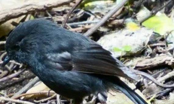 Conservationist Susan Thorpe says that in a recent consultation on the black robin’s survival, no idea was considered ‘too crazy’. Photograph: Jess MacKenzie