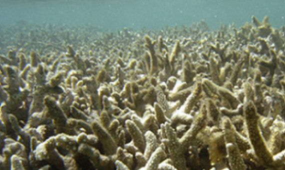 bleached corals, Hawaii. Source - https://gritdaily.com/