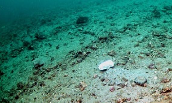 Seabed damage caused by dredging for scallops in Scotland. Credit: Howard Wood/COAST