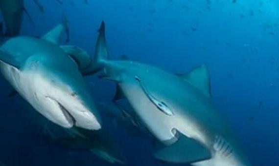 Bull shark in Fiji. A recent study has shown that bull sharks can form preferences for other shark ‘friends’. Photograph: Tom Vierus
