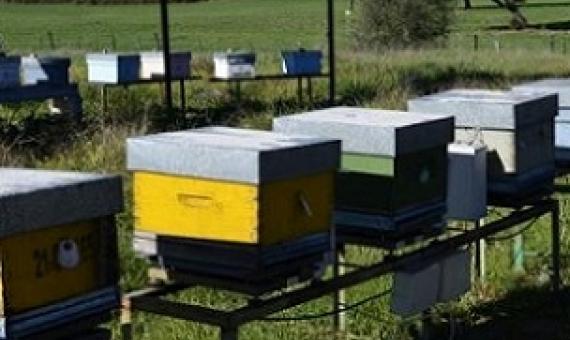 Bees where the new tool was teste in Cordoba Credit: University of Cordoba