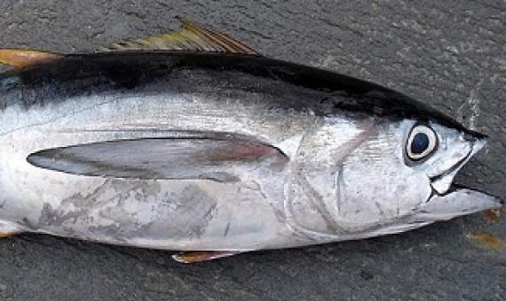 bigeye tuna. Public Domain