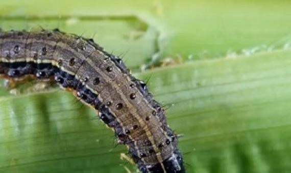 A fall armyworm grub. The cost of the invasive species spreading in Queensland is cited in a new CSIRO report that calls for an overhaul of Australia’s biosecurity regime. Photograph: Grant Heilman Photography/Alamy
