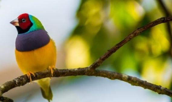Waterholes visited by the endangered Gouldian finch contained trace DNA that allowed scientists to detect the bird’s presence.Credit: photographereddie/Getty