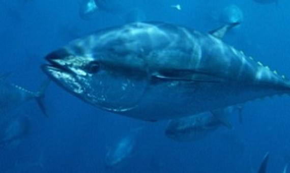 Pacific bluefin tuna. (file image) Photo: Supplied/WWF