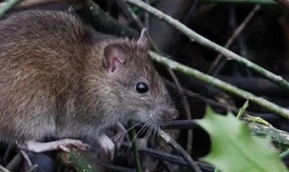 The brown rat originated in Asia but has followed humans all over the globe. Tim Blackburn, Author provided