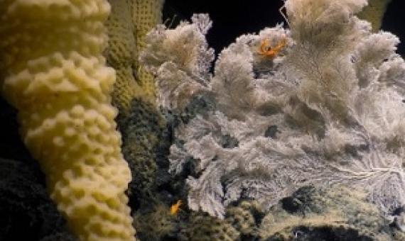 The lava-encrusted slopes of Explorer Seamount—Canada’s largest underwater volcano—are home to newly discovered glass sponge colonies known as “Spongetopia.”Credit - Ocean Exploration Trust Northeast Pacific Seamounts/Expedition Partners 